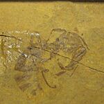 Myrmeciites SR 05-03-01 01.jpg