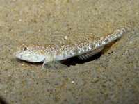 Pomatoschistus marmoratus male 1.jpg