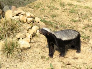 Prague ZOO - Mellivora capensis 1.jpg