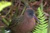 Rallus madagascariensis.jpg