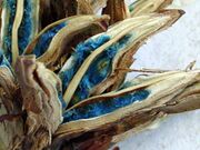 Ravenala madagascariensis-frutos.jpg