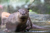 São Paulo Zoo 2018 121.jpg