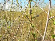 Salix purpurea 001.jpg