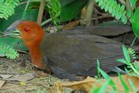 Slaty-legged Crake ( Rallina eurizonoides).jpg