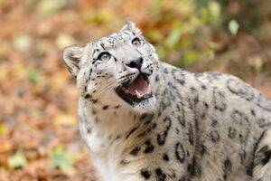 Snow Leopard Looking Up.jpg