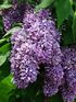 Syringa 'Gastello' 03.JPG