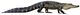 Alligator white background.jpg