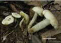 Aureoboletus (10.3897-mycokeys.61.47520) Figure 2F.jpg