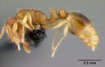 CASENT0217050 Kempfidris inusualis.jpg