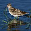 Calidris subminuta PA021275.jpg