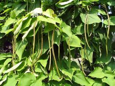 Catalpa speciosa 7zz.jpg