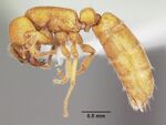 Cerapachys sexspinus casent0104984 profile 1.jpg