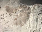 Cretopone magna PIN2284-14 holotype worker.jpg