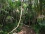 Curry Hammock State Park.jpg