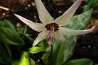 Erythronium hendersonii 001.jpg