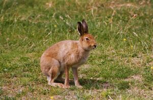 Female Irish mountain hare.jpg