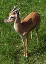 Gazella rufifrons AB.jpg
