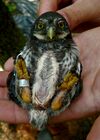 Glaucidium passerinum-chick.jpg