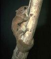 Американская летяга Glaucomys volans