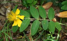 Hypericum calycinum 2.jpg