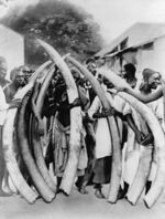 Ivory trade.jpg