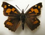 Libythea celtis 1328.JPG