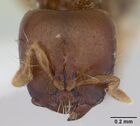 Melissotarsus weissi casent0178294 head 1.jpg
