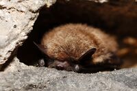 Myotis mystacinus sl (4482512871).jpg
