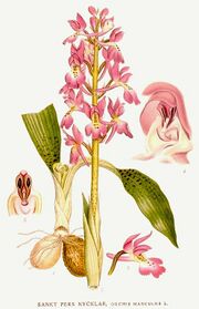 Orchis mascula Nordens Flora 401.jpg