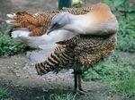 Otis tarda (Kyiv Zoo).jpg