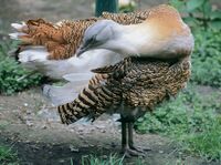 Otis tarda (Kyiv Zoo).jpg