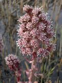 Petasites paradoxus bloom.JPG