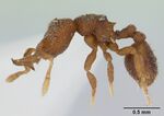 Protalaridris armata casent0178630 profile 1.jpg
