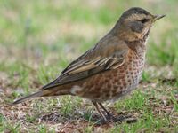 Turdus naumanni naumanni.jpg