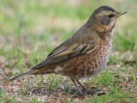 Turdus naumanni naumanni.jpg