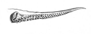 Uroteuthis duvauceli hectocotylus.jpg