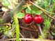 Vaccinium oxycoccos (7497509706).jpg