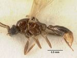 Yavnella argamani casent0101728 profile 1.jpg