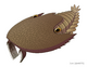 20200329 Cambroraster falcatus.png