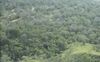 Amazon Rainforest-bird site.jpg