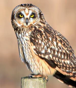 Asio flammeus Delta BC 2.jpg