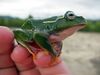 Boophis occidentalis 01.jpg