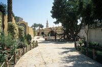 CairoVirginTreeTotal.jpg