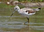 Common Greenshank (Tringa nebularia) at Bharatpur I IMG 5519.jpg