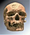 Cro-Magnon.jpg