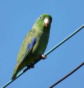 Forpus conspicillatus (Periquito de anteojos) - Flickr - Alejandro Bayer (1).jpg