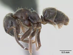 Lasius platythorax casent0172747 profile 1.jpg