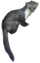 Martes foina on white background.png