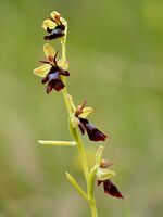 Ophrys insectifera - Kärbesõis Niitvälja 1.jpg
