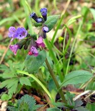 Pulmonaria obscura resize.JPG